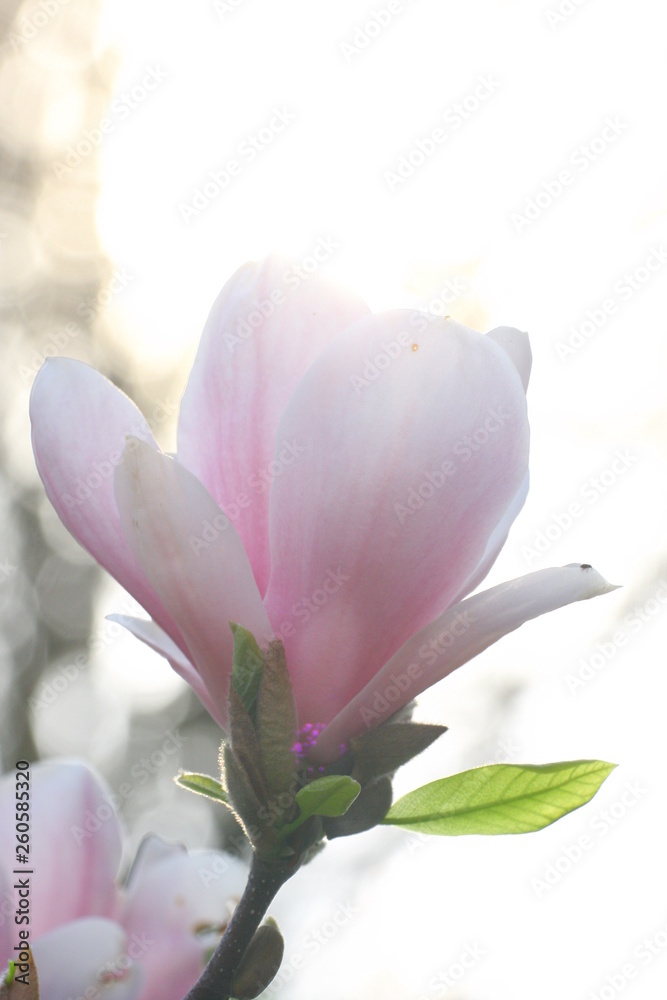 Fototapeta premium magnolie