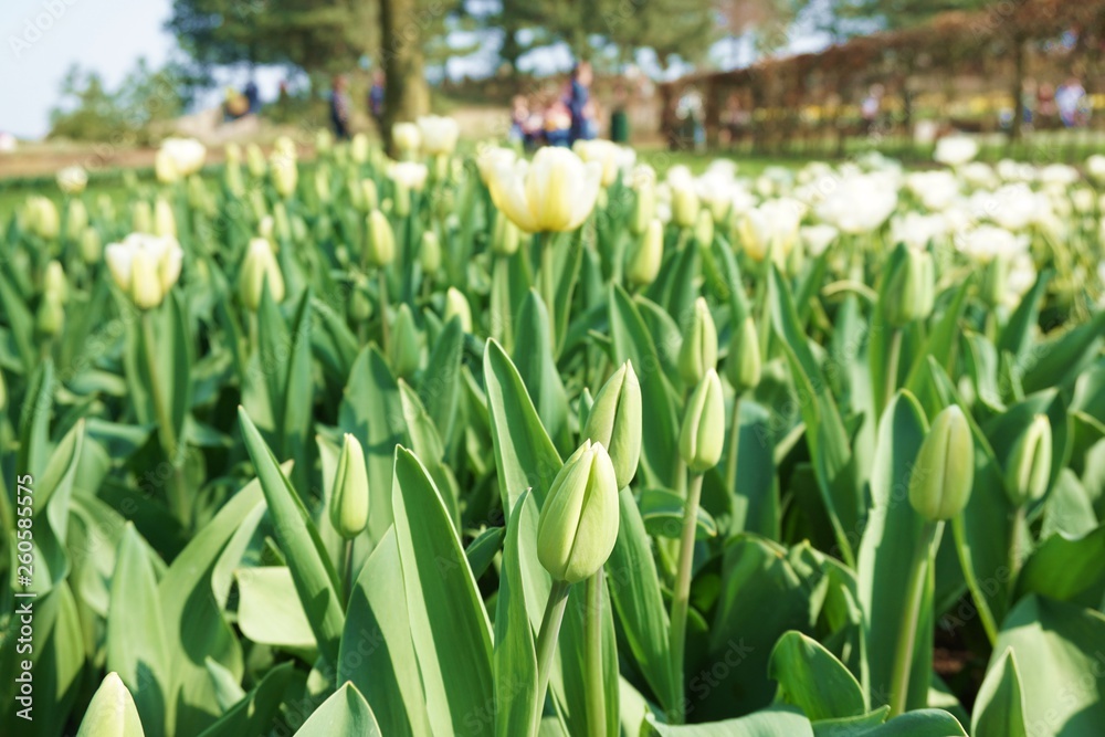Fototapeta premium Yellow tulips with green background.Colorful tulips with blur background.Close up tulips.Group of tulips flowers.Tulips field in netherlands
