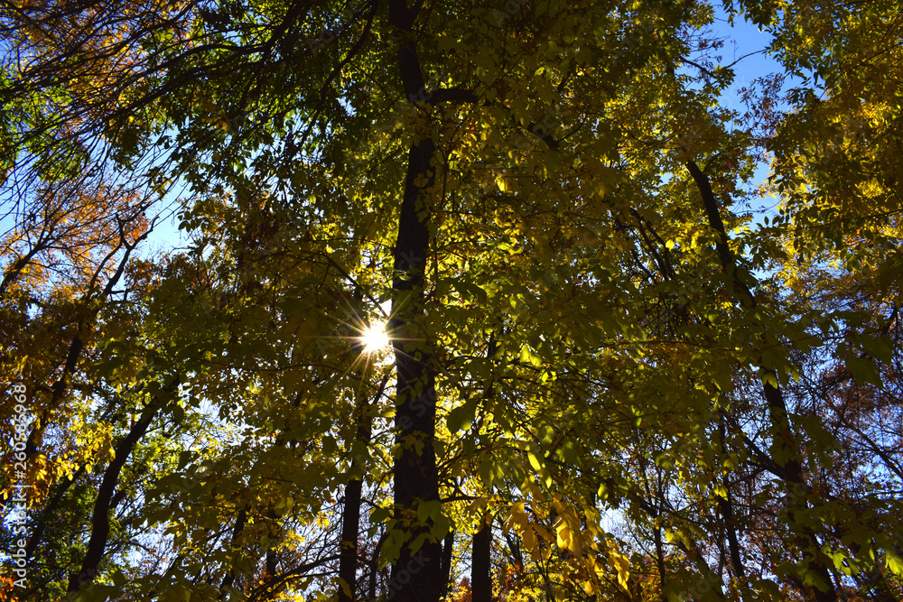 Fototapeta premium trees in autumn