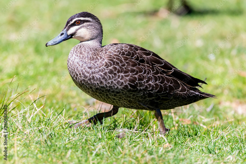 Pacific Black Duck walking on green grass. Pacific Black Duck walking on green grass.