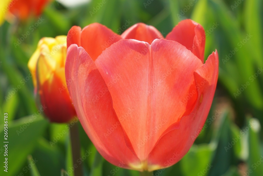 Red tulips with green background.Orange tulips with blur background.Close up tulips.Group of tulips flowers.Tulips field in netherlands. Red tulips with green background.Orange tulips with blur background.Close up tulips.Group of tulips flowers.Tulips field in netherlands.