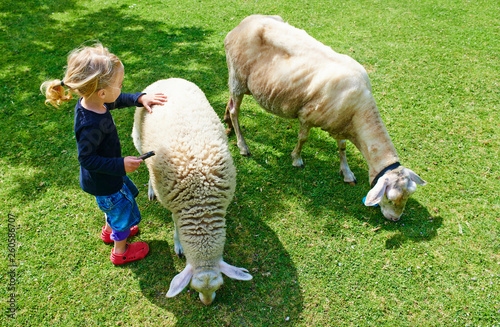 Child cute little girl with sheep on pasture