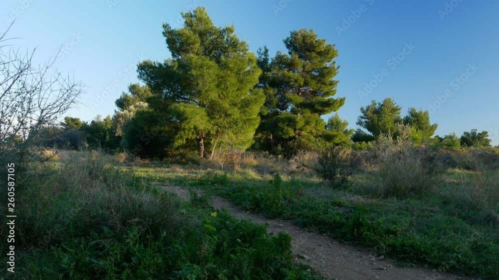 Alley in the park. Green grass and trees. Alley in the park. Green grass and trees.