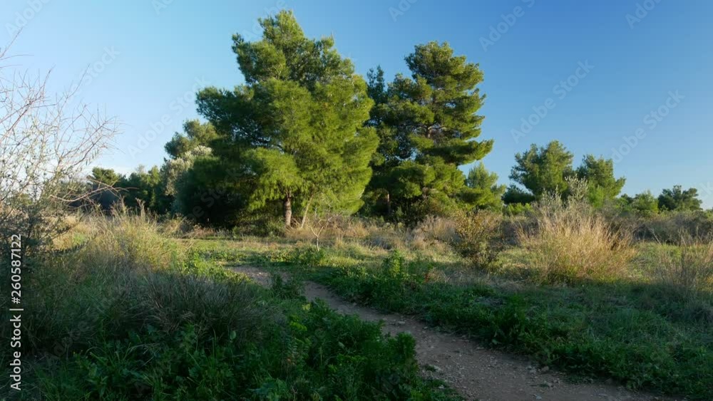Alley in the park. Green grass and trees. Alley in the park. Green grass and trees.