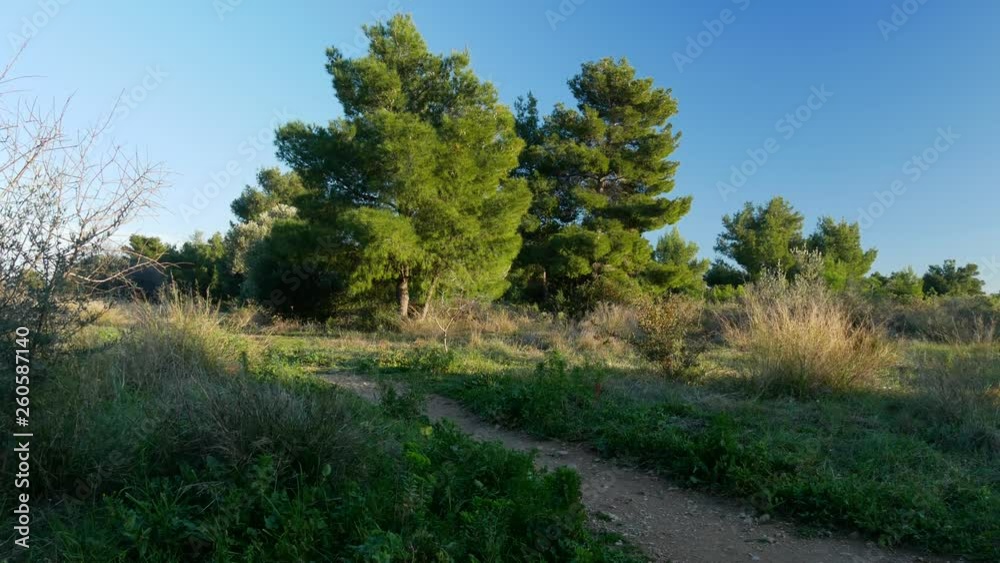 Alley in the park. Green grass and trees. Alley in the park. Green grass and trees.