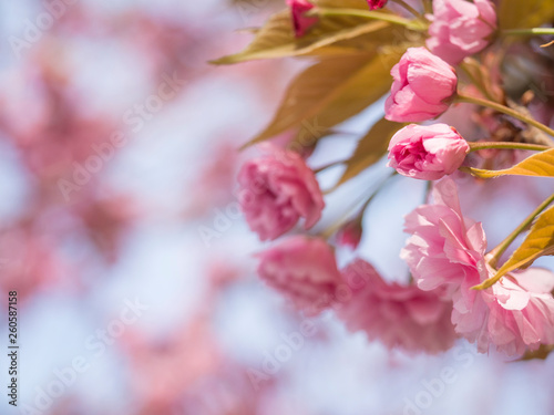 close up blooming pink sakura cherry blossom or Japanese cherry bud flower Prunus serrulata branch, soft focus, natural bokeh floral background