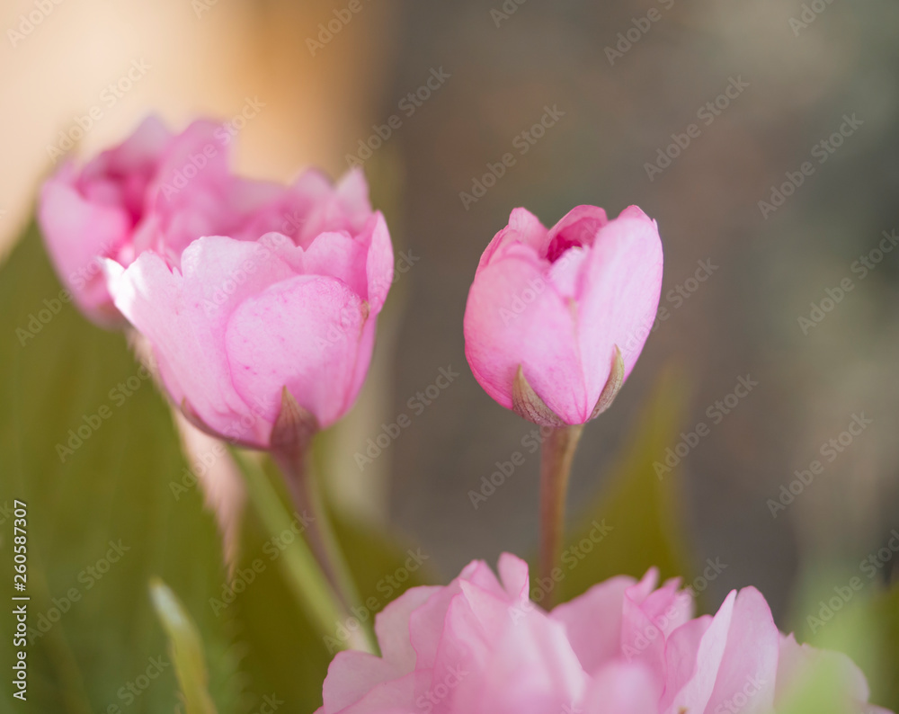 close up macro blooming pink sakura cherry blossom or Japanese cherry bud flower Prunus serrulata soft focus, natural bokeh floral background close up macro blooming pink sakura cherry blossom or Japanese cherry bud flower Prunus serrulata soft focus, natural bokeh floral background