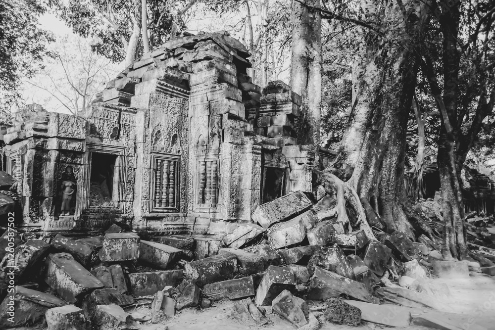 Trees in ruins of Ta Prohm, Siem Reap, Cambodia in B&W