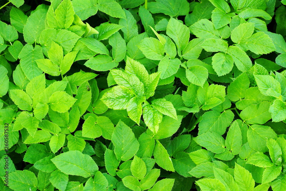 custom made wallpaper toronto digitalyoung leaves texture background