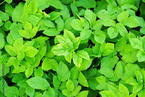 Wallpaper Mural young leaves texture background Torontodigital.ca