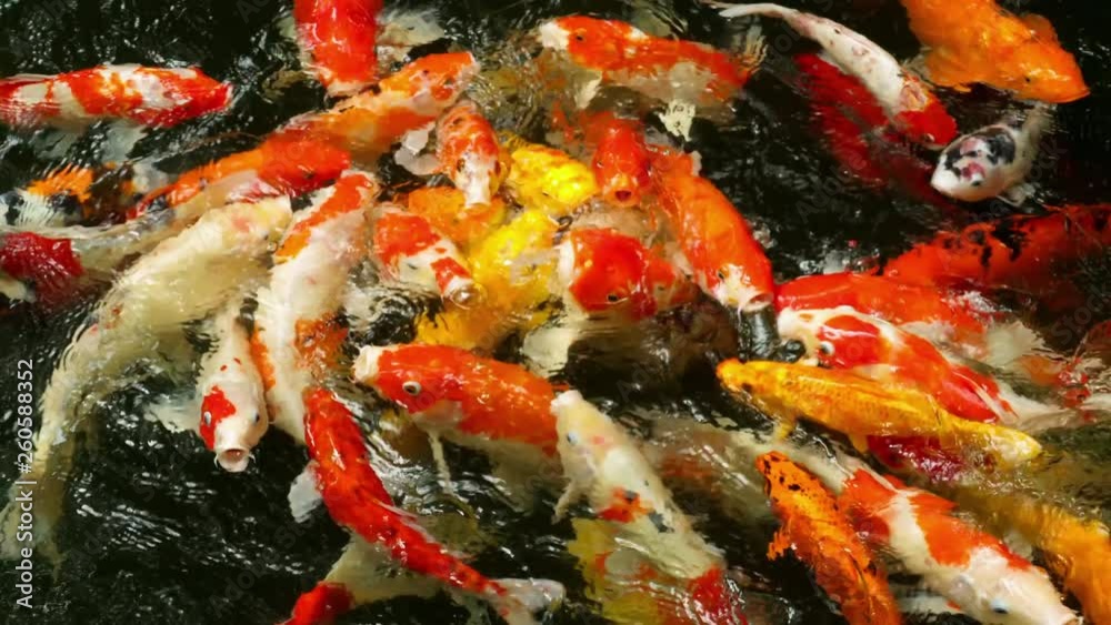 Koi fish in pond eating. Koi fish in pond eating.