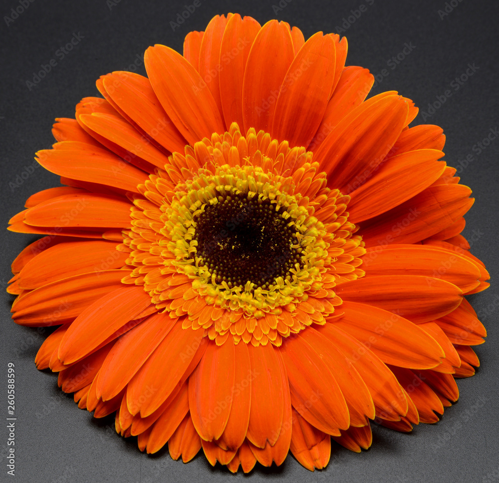 orange gerbera flower isolated on white background