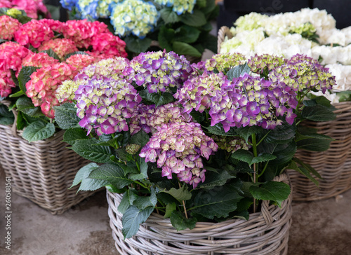 Fotografie Variety of hydrangea macrophylla flowers in violet, pink, white colors in the garden shop