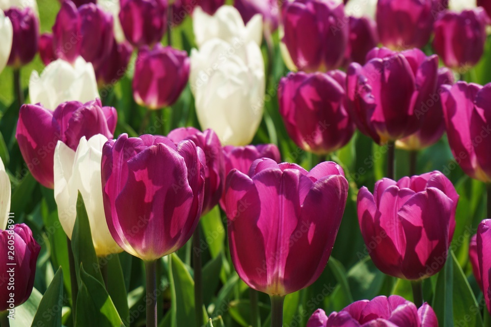 Purple tulips with blur background.Close up tuilips.Orange tulips.Group of tuilips flowers.Flowers close up in Amsterdam,the netherlands Purple tulips with blur background.Close up tuilips.Orange tulips.Group of tuilips flowers.Flowers close up in Amsterdam,the netherlands
