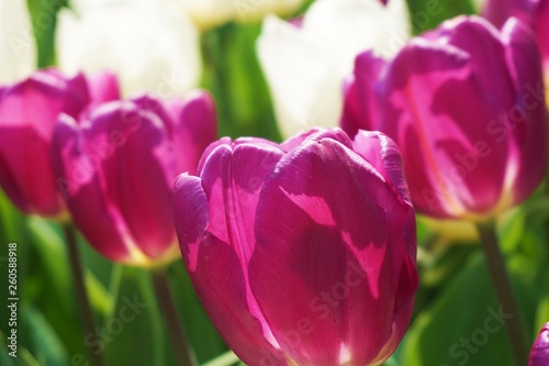 Purple tulips with blur background.Close up tuilips.Orange tulips.Group of tuilips flowers.Flowers close up in Amsterdam,the netherlands 