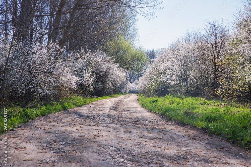 Spring landscape with flowering trees, meadow and country road Spring landscape with flowering trees, meadow and country road