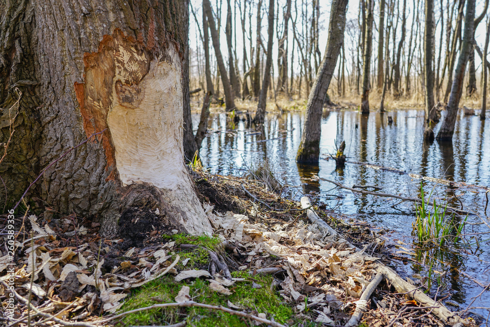 Tree trunk with marks of beaver teeth on sunny day Tree trunk with marks of beaver teeth on sunny day