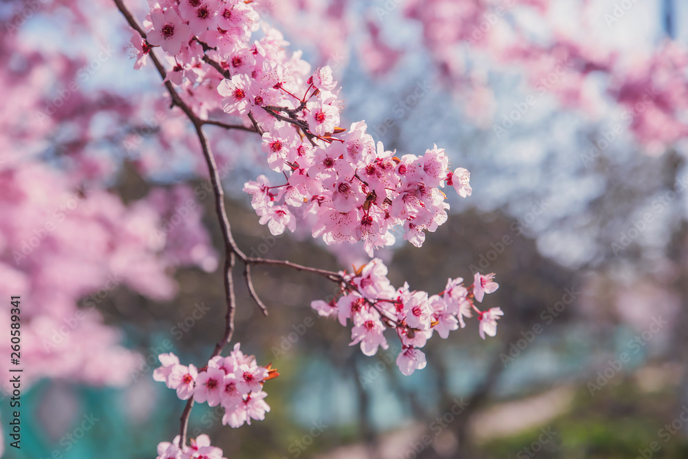 Beautiful flowering peach tree, the texture of flowers peach Beautiful flowering peach tree, the texture of flowers peach