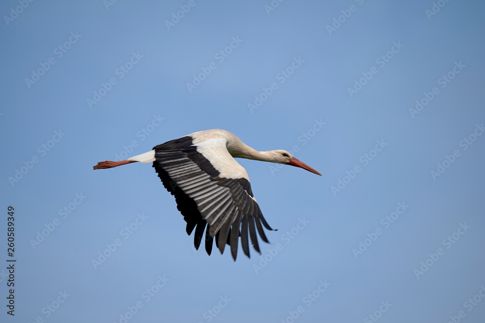 Obraz premium Storch Flug fliegen