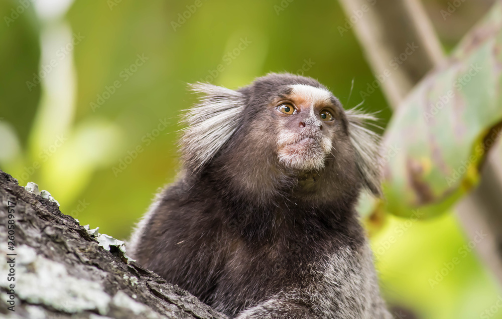 Naklejka premium monkey