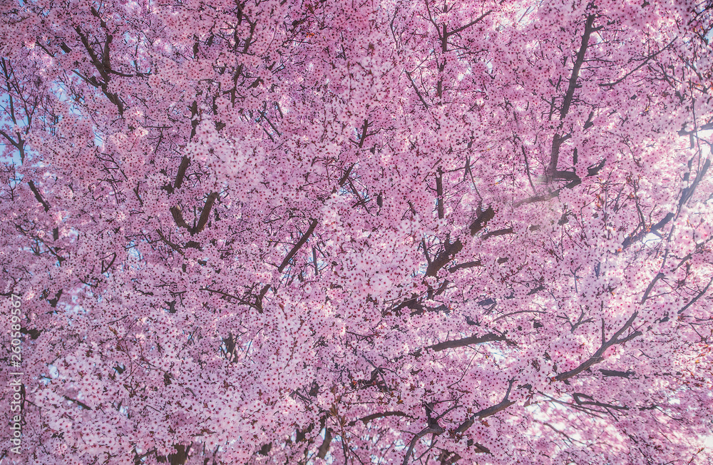 Beautiful flowering peach tree, the texture of flowers peach Beautiful flowering peach tree, the texture of flowers peach