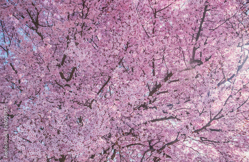 Beautiful flowering peach tree, the texture of flowers peach © Антон Фрунзе