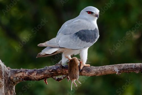 Male black-shouldered kite that reaches the branch with a field mouse on a green background photo