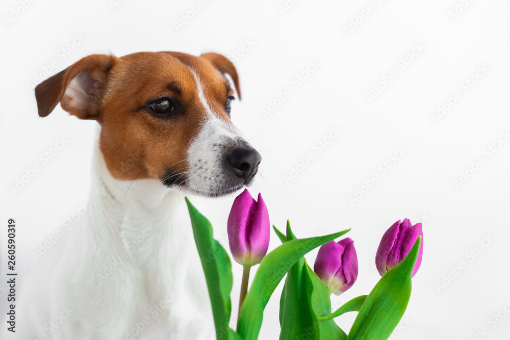 Dog with flowers ,jack russell on white background