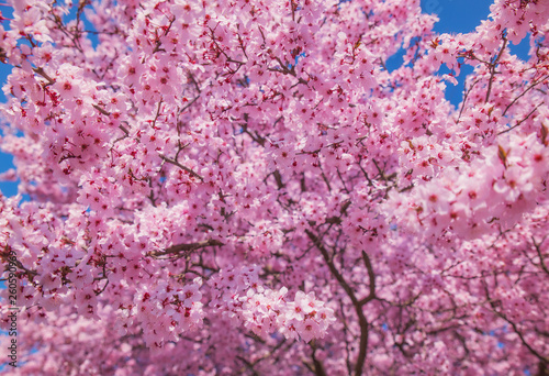 Fototapeta Naklejka Na Ścianę i Meble -  Beautiful flowering peach tree, the texture of flowers peach