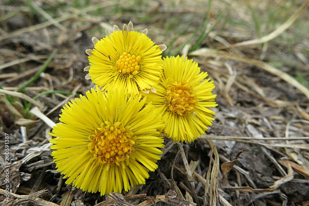Spring yellow coltsfoot flowers, closeup Spring yellow coltsfoot flowers, closeup