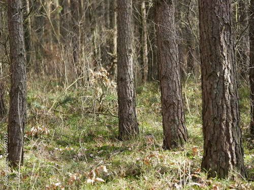 Fototapeta Naklejka Na Ścianę i Meble -  Drzewa
