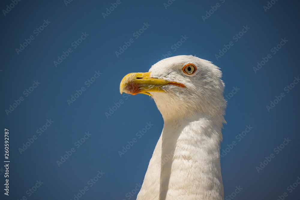 Möwe Möwe