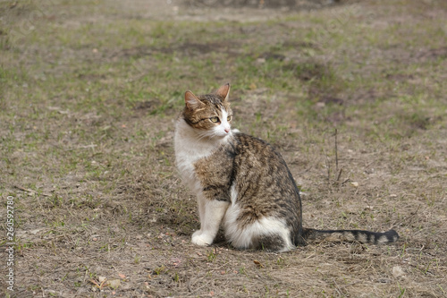 A single cat in natural surroundings