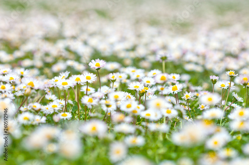 Chamomile flowers spring field background.