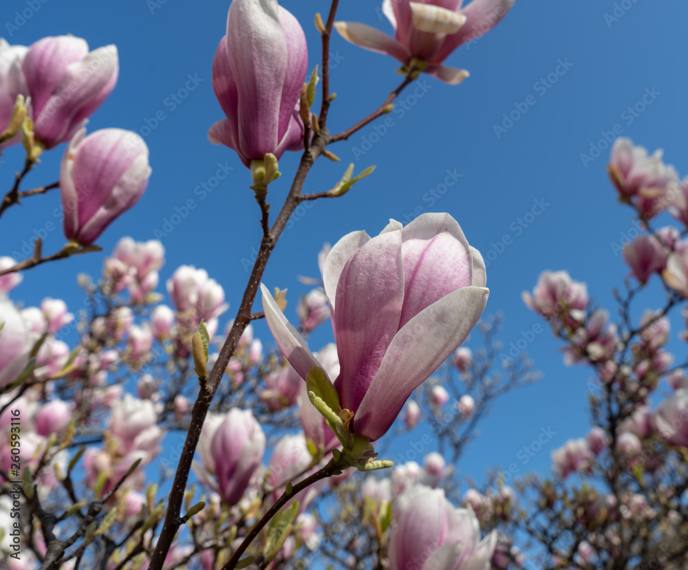 Blüten von Magnolien vor blauen Frühlingshimmel Blüten von Magnolien vor blauen Frühlingshimmel