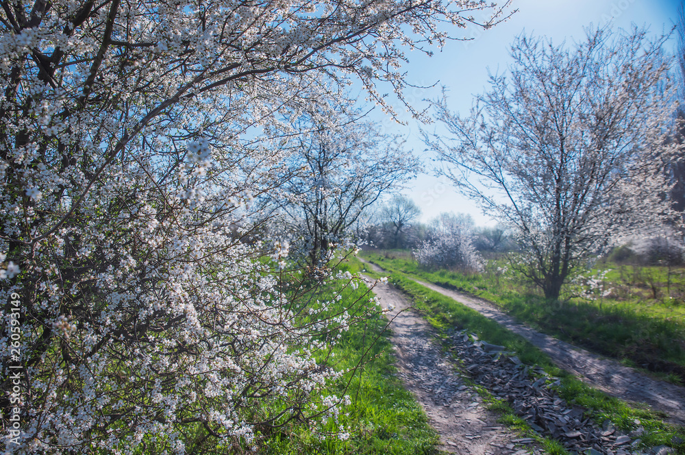 Spring landscape with flowering trees, meadow and country road Spring landscape with flowering trees, meadow and country road