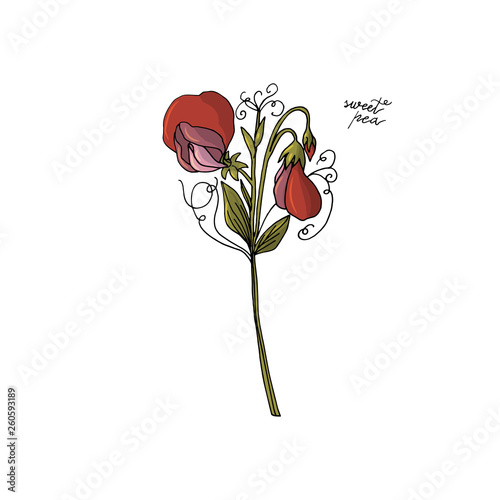 hand drawn sweet pea flower. floral design element