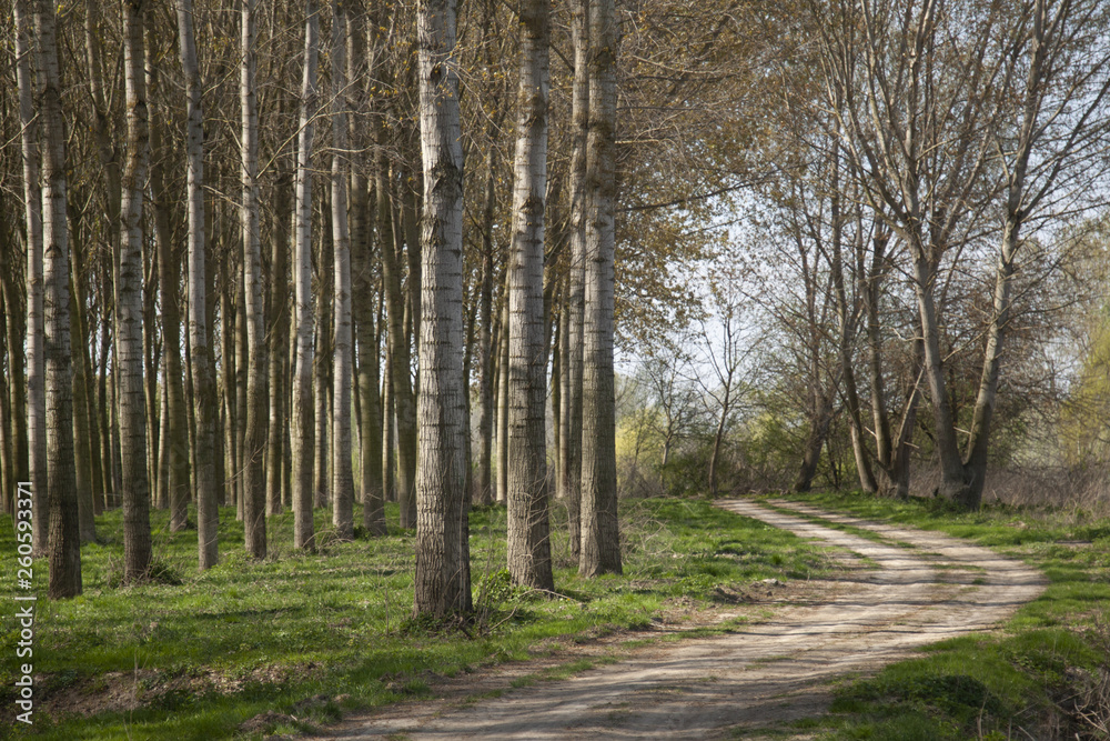 paesaggio padano del mantovano col la coltivazione di pioppi