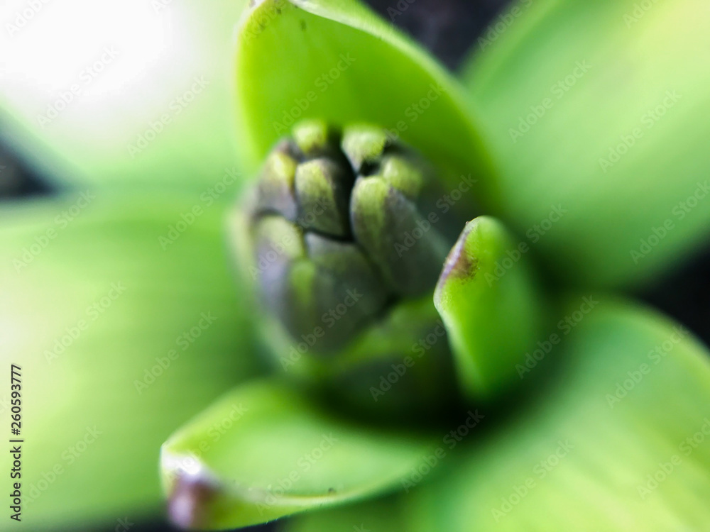 first spring flowers Bud macro photography, selective focus, mobile photography first spring flowers Bud macro photography, selective focus, mobile photography