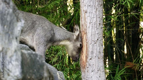 goral (Naemorhedus goral) standing on the rock photo