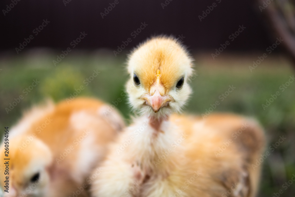 Little chicken, closeup, yellow chicken on the grass. Breeding small chickens. Little chicken, closeup, yellow chicken on the grass. Breeding small chickens.