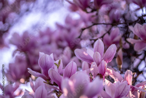 Beautiful magnolias at sunset. Spring nature and flowering trees.