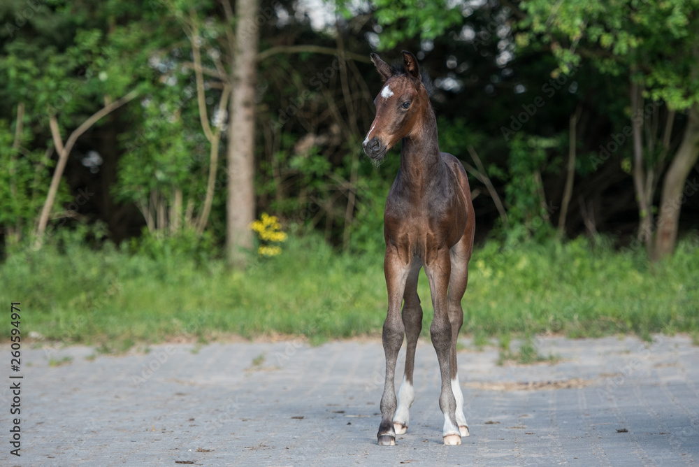 Fototapeta premium Warmblutfohlen Sportpferd in Frühling niedlich klein Porträt 