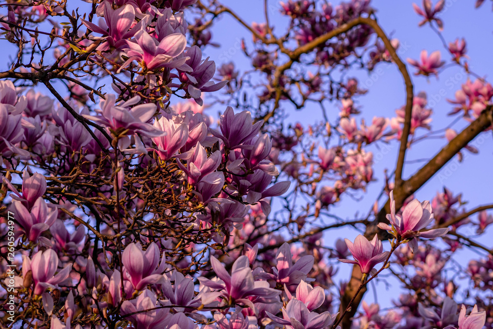 Beautiful magnolias at sunset. Spring nature and flowering trees. Beautiful magnolias at sunset. Spring nature and flowering trees.