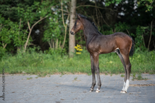 Warmblutfohlen Sportpferd