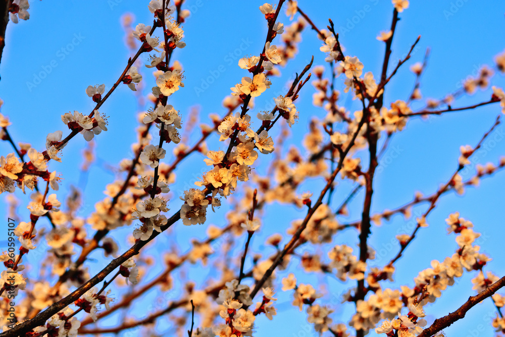 A beautiful spring white and pink blooming flowers on the tree, delicate, young and colorful flowers bloom on the branches of trees on a sunset time A beautiful spring white and pink blooming flowers on the tree, delicate, young and colorful flowers bloom on the branches of trees on a sunset time