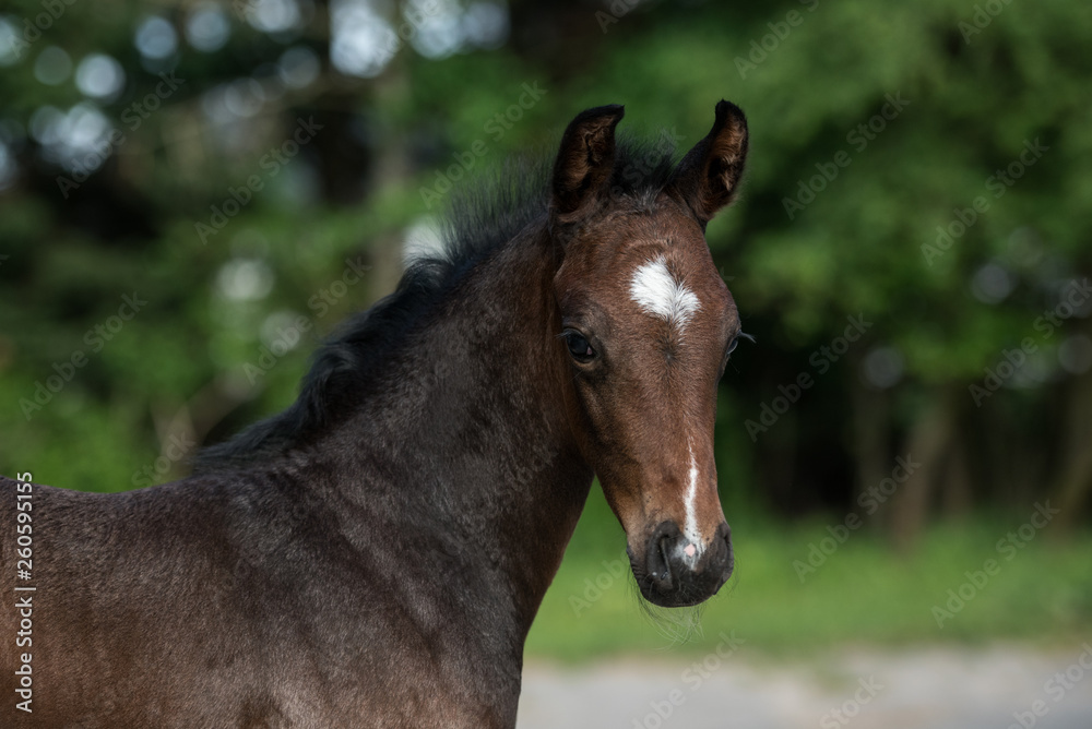 Pferd Warmblut fohlen Sportpferd im Frühling im Porträt