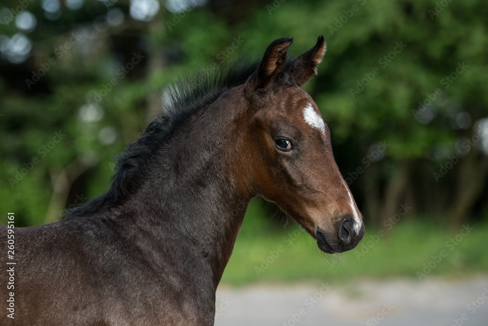 Warmblutfohlen Sportpferd im Reitstall Warmblutfohlen Sportpferd im Reitstall