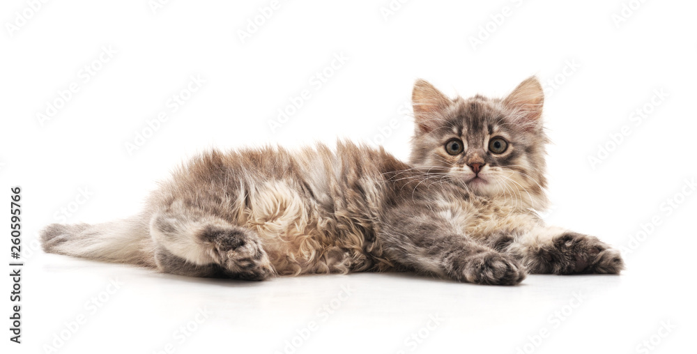 One beautiful cat. One beautiful cat.