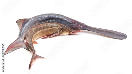Two sturgeon fish. © ANASTASIIA